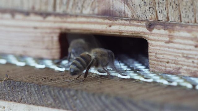 Einzelne Biene l&uuml;ftet den Eingang zum Bienenstock