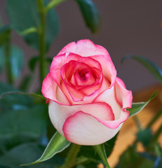 red rose stands on a black background
