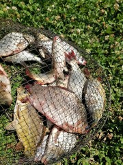Caught fishes in a net fishing lies on the green grass