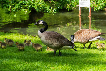Kanadagans mit jungen Küken auf einer Wiese