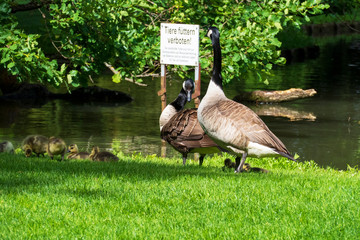 Kanadagans mit jungen Küken auf einer Wiese