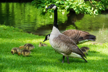 Kanadagans mit jungen Küken auf einer Wiese