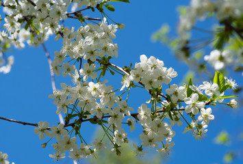 blossoming cherry tree in spring