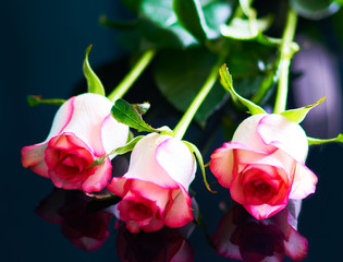 red rose stands on a black background