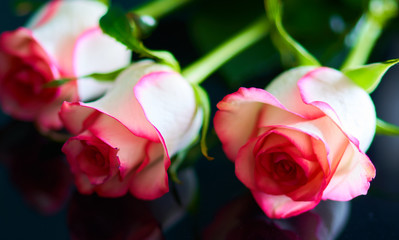 red rose stands on a black background