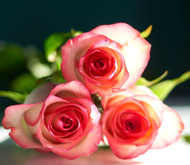 red rose stands on a black background