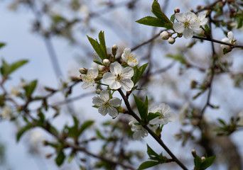 blossoming cherry tree in spring 