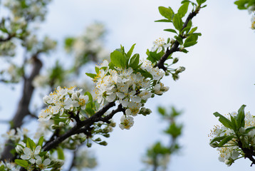 blossoming plum tree in spring