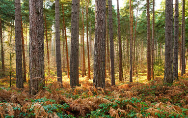 autumn forest in the morning