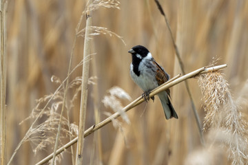 Reed Bunting is a species of small bird in the bunting family