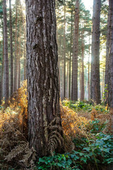 Naklejka premium forest in autumn