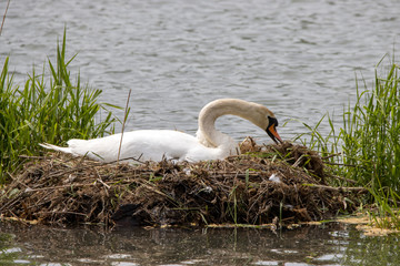 Mute swan In expectation of the offspring
