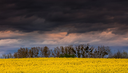 Kwitnące Rzepakowe Pola Warmii - Polska © Wojciech Lisiński