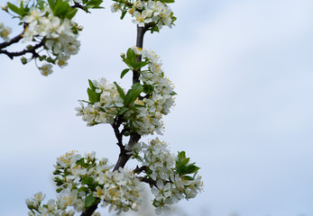 blossoming plum tree in spring