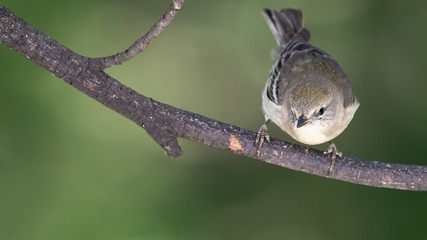 Little Pine Warbler Perched in the Slender Tree Branches