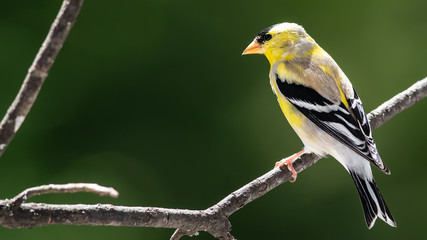 American Goldfinch Perched in the Tree Branches