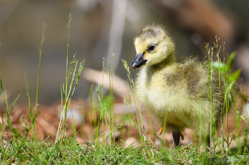 Newborn Gosling Exploring the Fascinating New World
