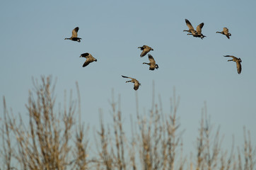 Flock of Canada Geese Flying Over the Wetlands