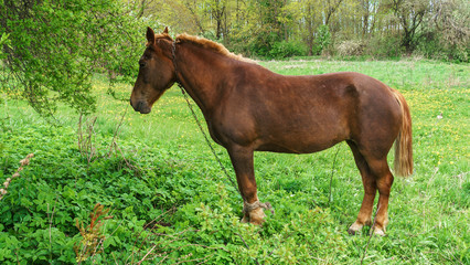 Obraz premium Beautiful red horse with long black mane in field with trees and brushes. Horse grazing on the meadow. Horse is walking and eating green grass in the field. Beautiful nature background.