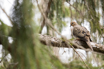 Dove hidden in the branches