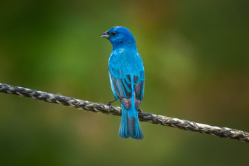 Blue Bird, Indigo Bunting Perched on Rope with Blurred, Colorful Background, Close Up