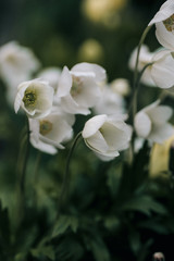 daffodil flowers on a dark green background