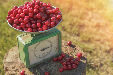 A full bowl of sweet cherries on vintage scales