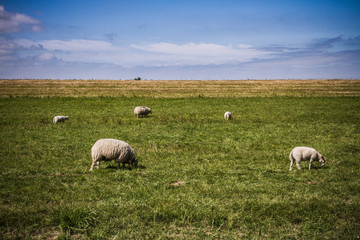 sheep in the field