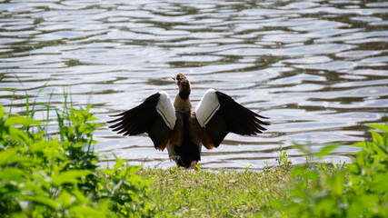 Nilgans