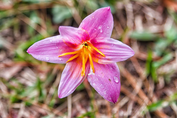 Zephyranthes robustus