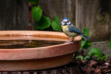 Eurasian blue tit, Cyanistes caeruleus, perched by the side of a bird bath © Anders93