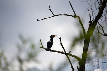 Kormoran