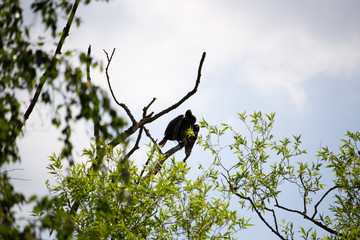Kormoran