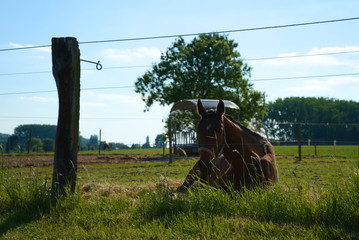 Brown horse laying down on a hot day with a tree and feeding stable in the background
