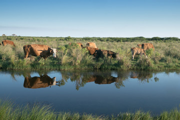 A cow and a calf graze on the shore of a pond. Cows are reflected in the water. Louisiana, USA