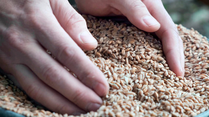 Farmer holding wheat grains in his hands. Harvest.