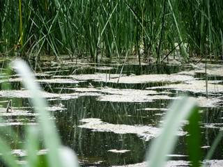 Pond grass reflecting in water and with floating duckweed