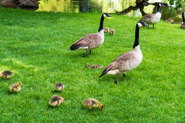 Kanadagans mit jungen Küken auf einer Wiese