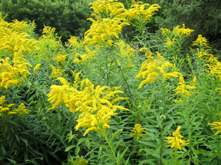 Macro photography of Golden Rods flowers in bloom