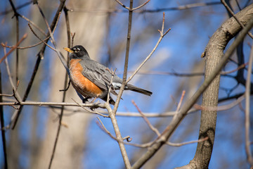 Early Spring Robin