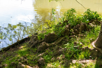 Baumwurzeln wachsen in einem kleinen See nach oben, Elfen und Droll Zuhause