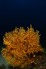 Fototapeta na wymiar Underwater photography. ( Coral reefs ) Gallipoli, Canakkale / Turkey.
