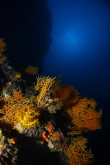 Underwater photography. ( Coral reefs ) Gallipoli, Canakkale / Turkey.