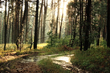 Obraz premium forest