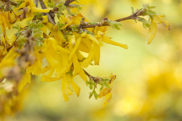 Yellow blooms