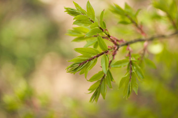 Fresh green leaves