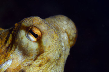 Octopus (Octopus vulgaris Cuvier, 1797) or octopus is a cephalopod of the Octopodidae family at sea. Gallipoli, Canakkale / Turkey. © osman