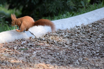Eichhörnchen