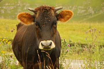 Cow grazing on ths summer alpine meadow