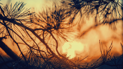 pine branches on the background of the sunset sky fragment, blured image, evening landscape